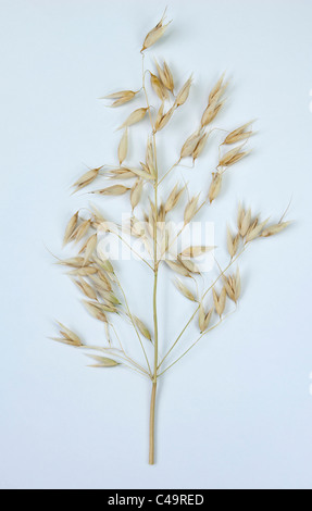 Common Oat (Avena sativa sativa), ripe panicle. Studio picture against a white background. Stock Photo