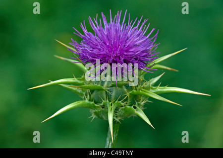 Blessed Milk Thistle, Our Ladys Thistle (Silybum marianum), flower. Stock Photo