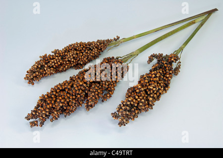 Sorghum (Sorghum bicolor), fruiting stalks. Studio picture against a white background. Stock Photo