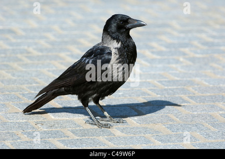 Hooded Crow (Corvus corone cornix, Corvus cornix) standing on paving stones. Stock Photo