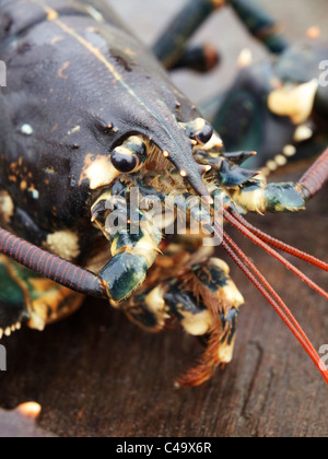 head of a live Oosterschelde lobster, freshly caught and photographed on board of the ship that caught it. Stock Photo