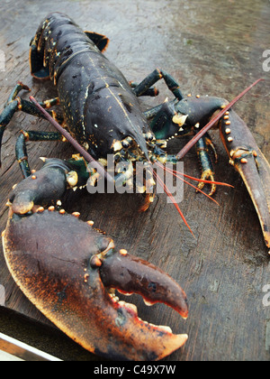 live Oosterschelde lobster, freshly caught and photographed on board of the ship that caught it. Stock Photo