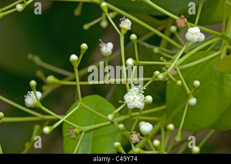 Allspice, Jamaica Pepper (Pimenta dioica, Pimenta officinalis), flowering twig. Stock Photo