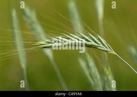 Polish Wheat (Triticum polonicum), unripe ear. Stock Photo