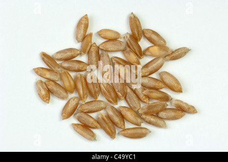 Polish Wheat (Triticum polonicum), ripe seed. Studio picture against a white background. Stock Photo