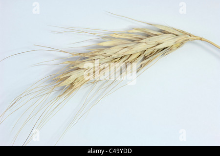Polish Wheat (Triticum polonicum), ripe ear. Studio picture against a white background. Stock Photo
