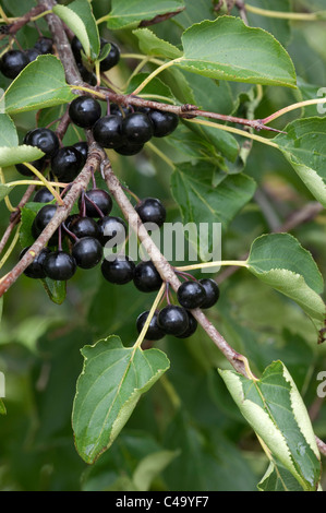 Common Buckthorn (Rhamnus cathartica), twig with fruit. Stock Photo