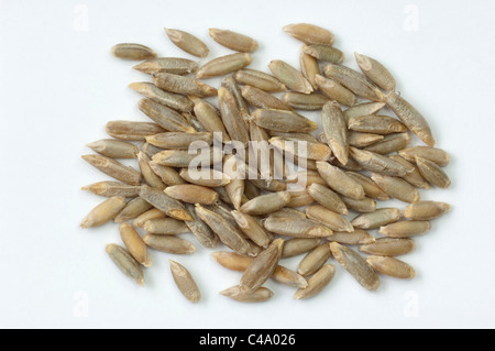 Rye (Secale cereale), seeds. Studio picture against a white background. Stock Photo