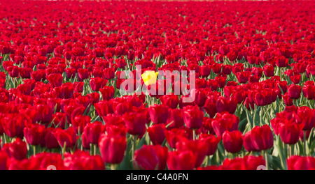 single yellow tulip standing out of a field with red tulips in Noordoostpolder, netherlands Stock Photo