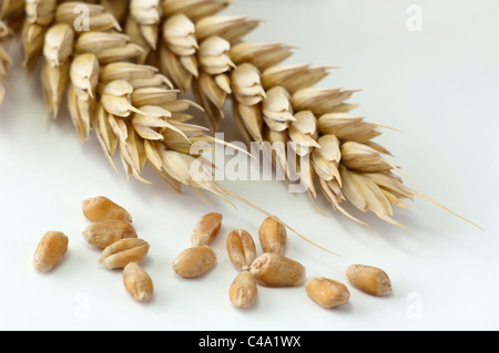 Common Wheat, Bread Wheat (Triticum aestivum). Ripe ears and seeds. Studio picture against a white background. Stock Photo