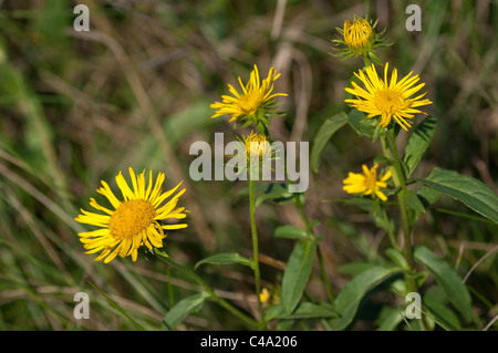 British Yellowhead (Inula britannica), flowering. Stock Photo