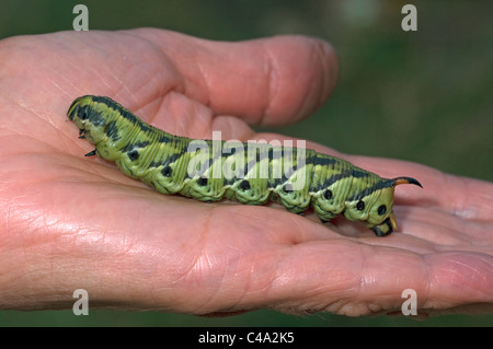 Convolvulus Hawkmoth (Agrius convolvuli). Caterpillar on a hand. Stock Photo
