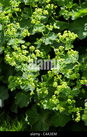 Lady's Mantle, Alchemilla mollis, Rosaceae. Stock Photo