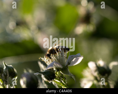 Macro image of a honey bee, collecting pollen on a raspberry flower, lit by a strong sunshine with swarm of other small bugs. Stock Photo