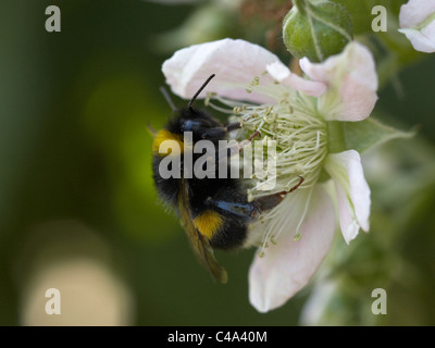 Bumble bee on a raspberry flower. Stock Photo