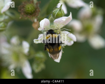 Bumble bee on a raspberry flower. Stock Photo
