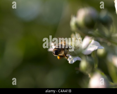Macro image of a honey bee, collecting pollen on a Raspberry flower (Rubus idaeus) with right scopa (pollen sack) clearly seen. Stock Photo