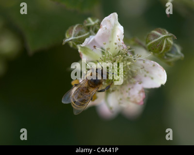 Macro image of a honey bee, collecting pollen on a Raspberry flower (Rubus idaeus). Pollen sacks can be seen (background). Stock Photo