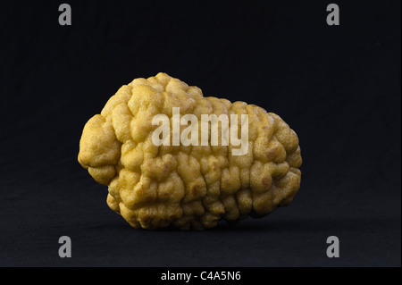 A 'Diamante' citron (citrus medica) from Calabria, Italy Stock Photo