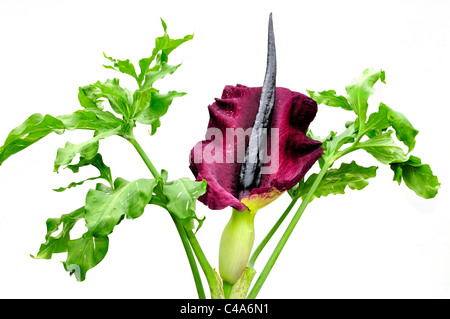 Close up of Voodoo Lily against white background Stock Photo