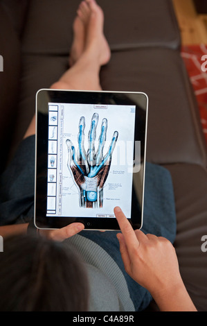close up of woman using iPad digital tablet computer to study human anatomy using Grey's Anatomy medical app Stock Photo