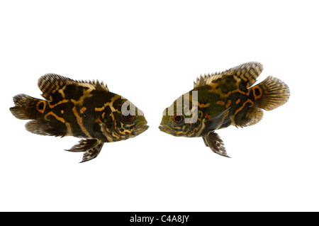 Two fish are looking at eachother. Taken on a clean white background. Stock Photo