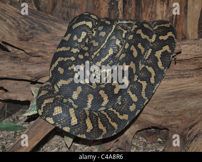 Carpet Python,  Morelia spilota, Captive. UK Stock Photo