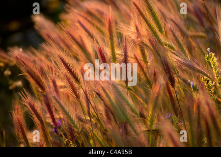 Cereal ears in the evening light, Sithonia, Chalkidiki, Greece Stock Photo