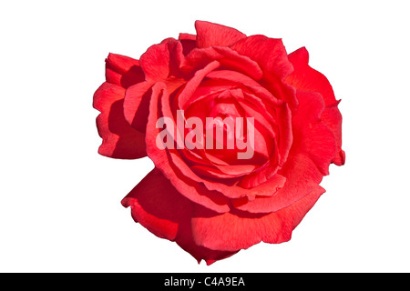 Close-up of red climber rose flower head with petals open Stock Photo