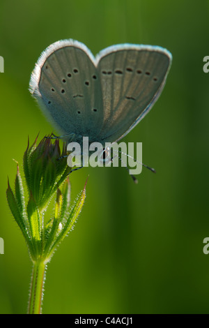 Small Blue Butterfly Basking Early Morning Stock Photo - Alamy