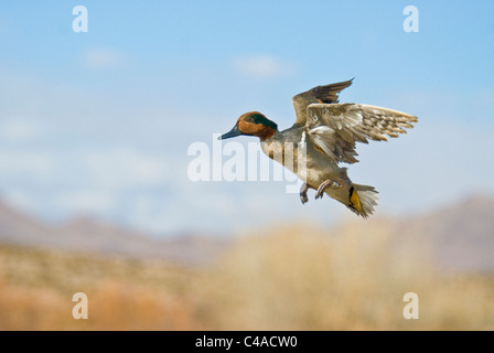 Drake green-winged teal (Anas carolinensis) in flight at Bosque del Apache National Wildlife Refuge New Mexico Stock Photo