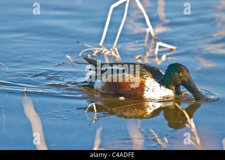 Male northern shoveler (Anas clypeata) feeding at Bosque del Apache National Wildlife Refuge New Mexico Stock Photo