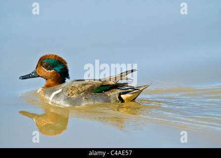 Drake green-winged teal (Anas carolinensis) on pond at Bosque del Apache National Wildlife Refuge New Mexico Stock Photo