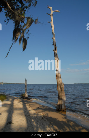 The Beach along the Pamlico River in Goose Creek State Park. Stock Photo