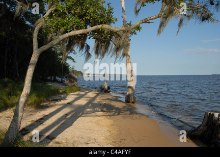 Goose Creek State Park along the Pamlico River. Stock Photo