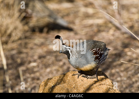 Male Gambel's quail (Callipepla gambelii) Stock Photo