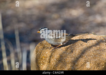 Male white-crowned sparrow (Zonotrichia leucophrys) Stock Photo