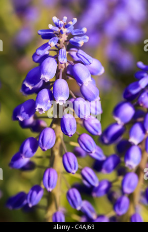 Field of Grape Hyacinth flowers, or Muscari. Stock Photo