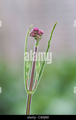 Verbena bonariensis flowers emerging in June. UK Stock Photo