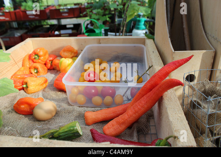 Home grown vegetables Stock Photo