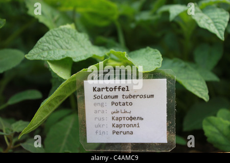 The word potato written in 7 different language when multicultural woman´s project has their vegetable garden in Nørrenbro, Copenhagen Stock Photo