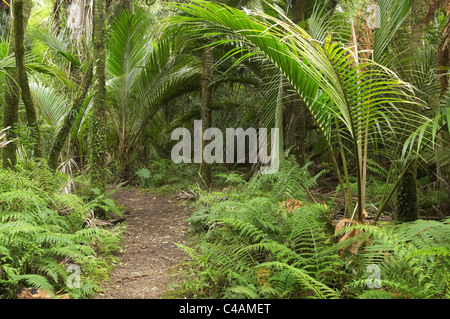 Nikau Palms, Heaphy Track, near Karamea, Kahurangi National Park, West Coast, South Island, New Zealand Stock Photo