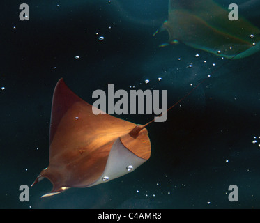 Manta Rays - Galapagos Stock Photo - Alamy