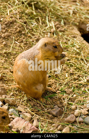 A Prairie Dog on a Dirt and Gravel Background Stock Photo