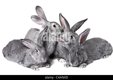 Image of four grey rabbits over white background Stock Photo