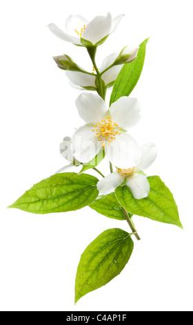 Jasmine flowers isolated on a white background. Stock Photo