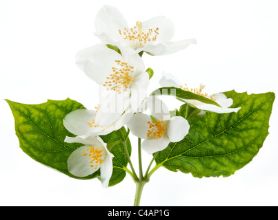 Jasmine flowers isolated on a white background. Stock Photo