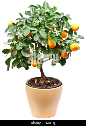 Small tangerines tree on white background. Stock Photo