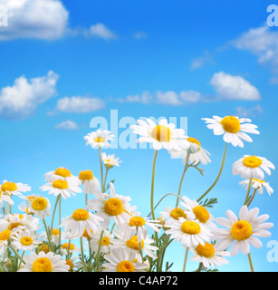 Daisy bouquet on blue sky background