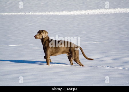 standing Weimaraner Stock Photo